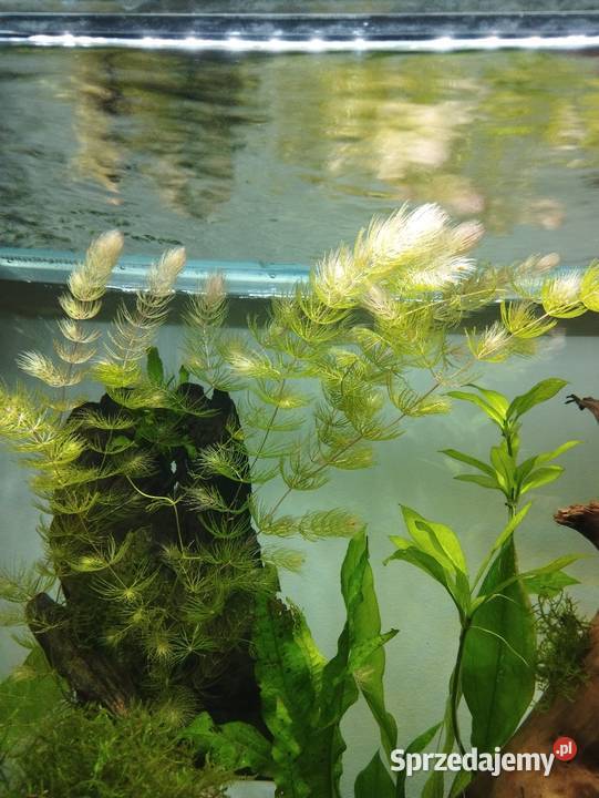 Roslinki akwariowerośliny akwarium rogatek Wygoda sprzedam