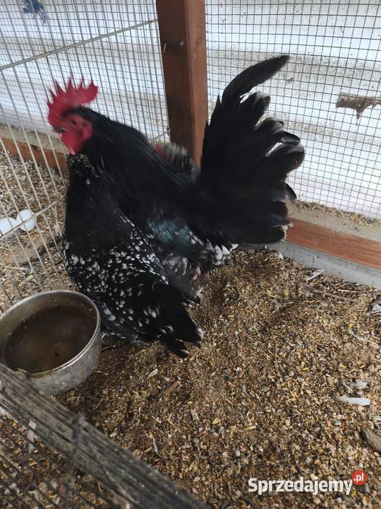 Jaja jajka lęgowe karzełka lapciatego 60zl 10 Jaja dolnośląskie Wrocław