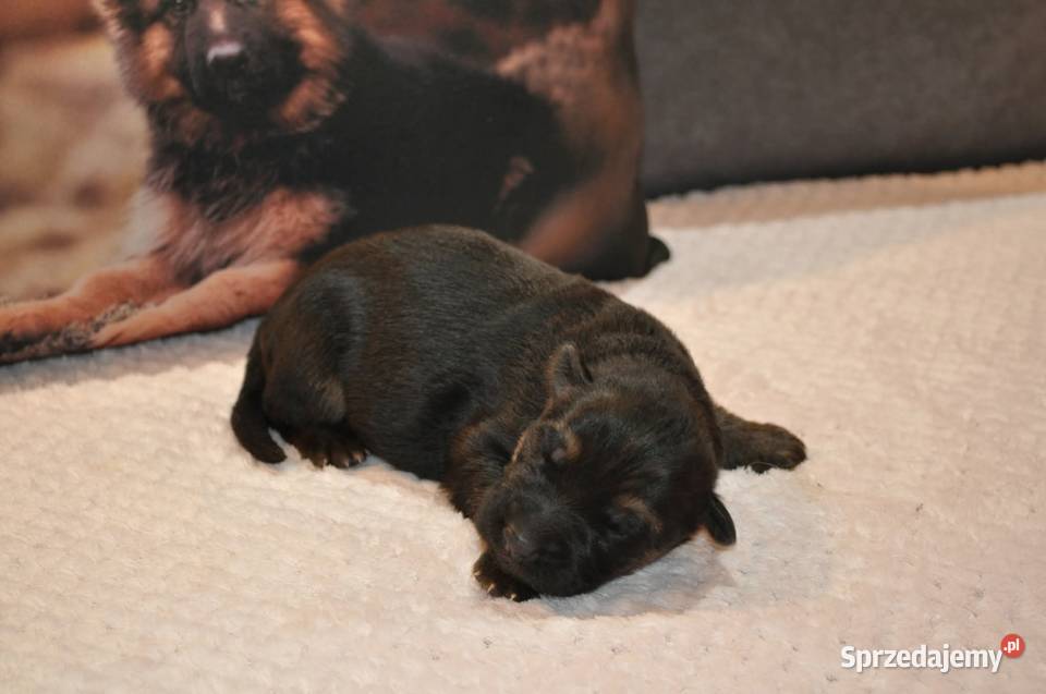 Owczarek Niemiecki Długowłosy szczenięta FCI Poniec sprzedam