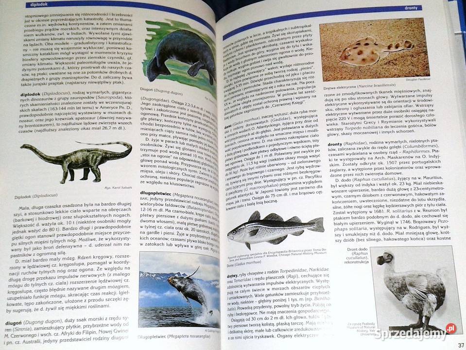 Encyklopedia audiowizualna Britannica Zoologia Chełm