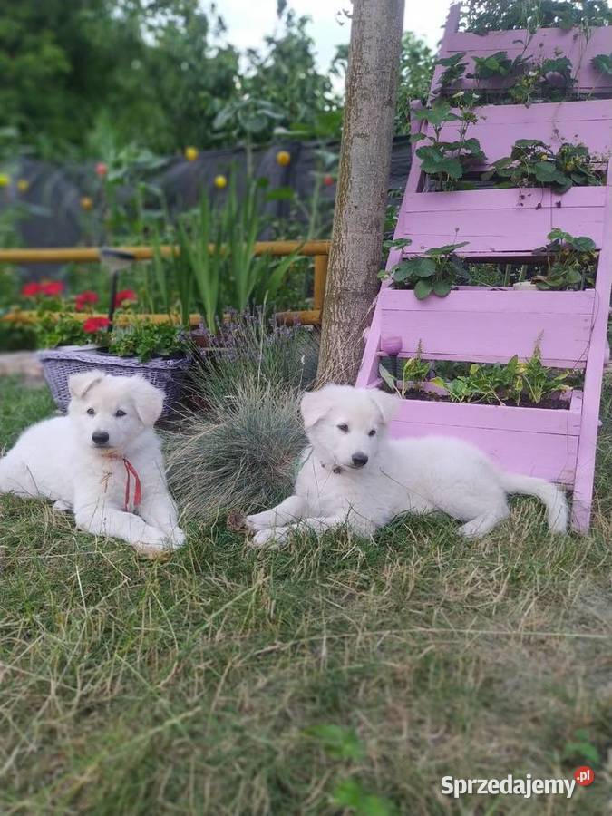 Biały Owczarek Szwajcarski samiec opolskie