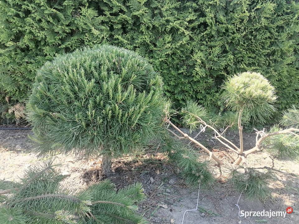KrzewyBonsai Iglaste wielkopolskie Pudliszki