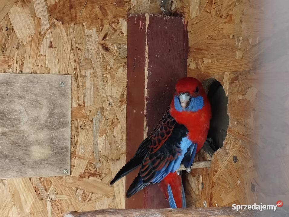 Rozella królewska samiec Lubiechowo