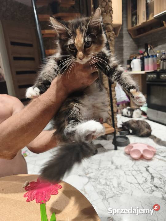 Kotka rasy Maine coon z rodowodem zaplecze Prawęcin