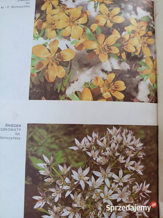 Kwiaty z mojego ogródka Natura zdrowie książki