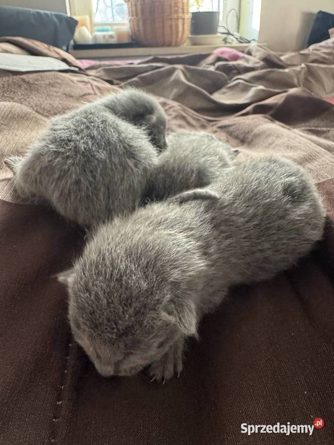 Kocięta rosyjskie niebieskie Gniezno