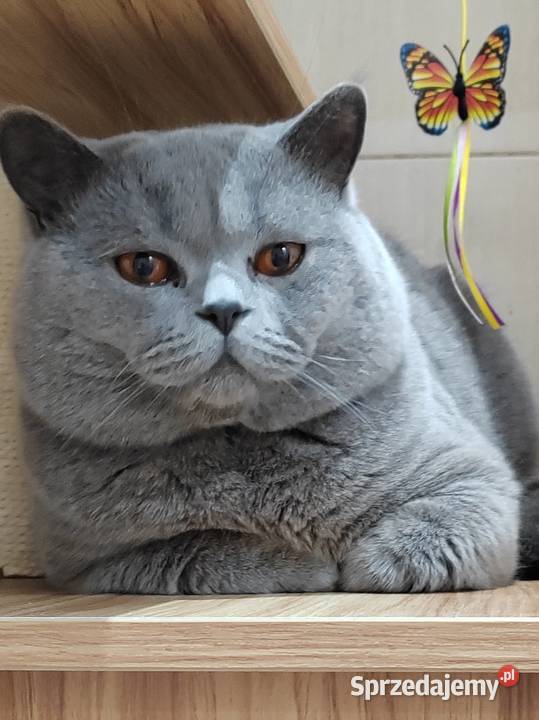 Reproduktor brytyjski krycie Pasłęk sprzedam