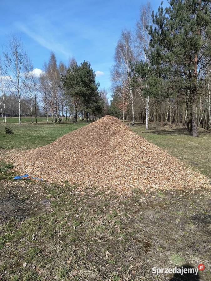 Zrębki z rębaka Klwatka Królewska sprzedam