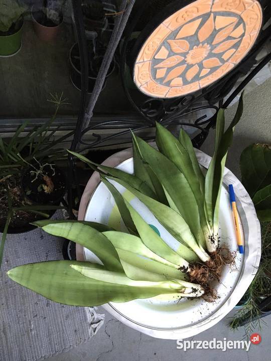 sansevieria Moonshine Warszawa