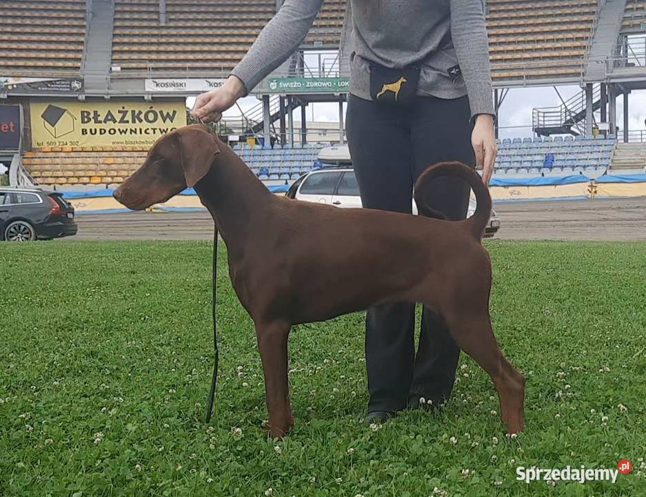 Doberman młoda suczka ZKwPFCI Doberman