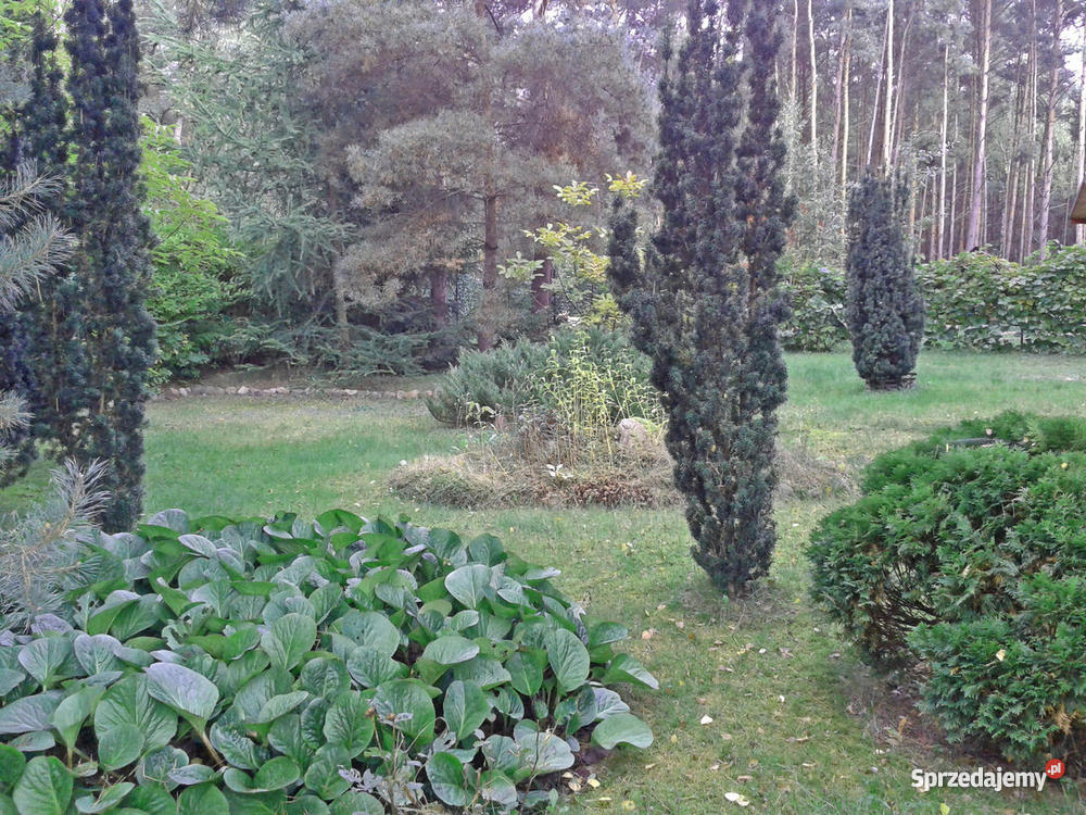 leśna działka z domkiem Błędowo kPomiechówka sprzedam