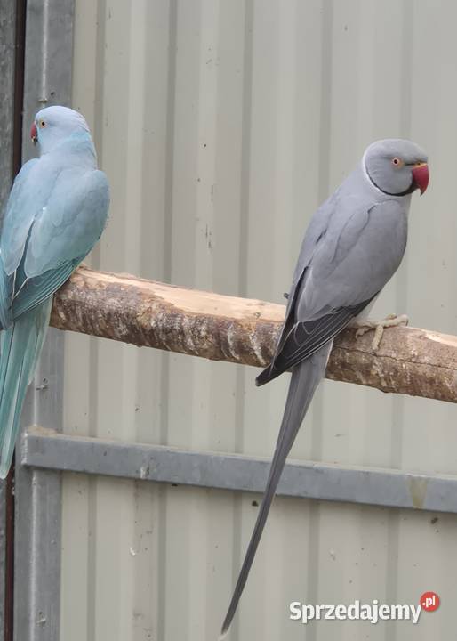 Sprzedam papugi Zwierzęta Ostrów Wielkopolski