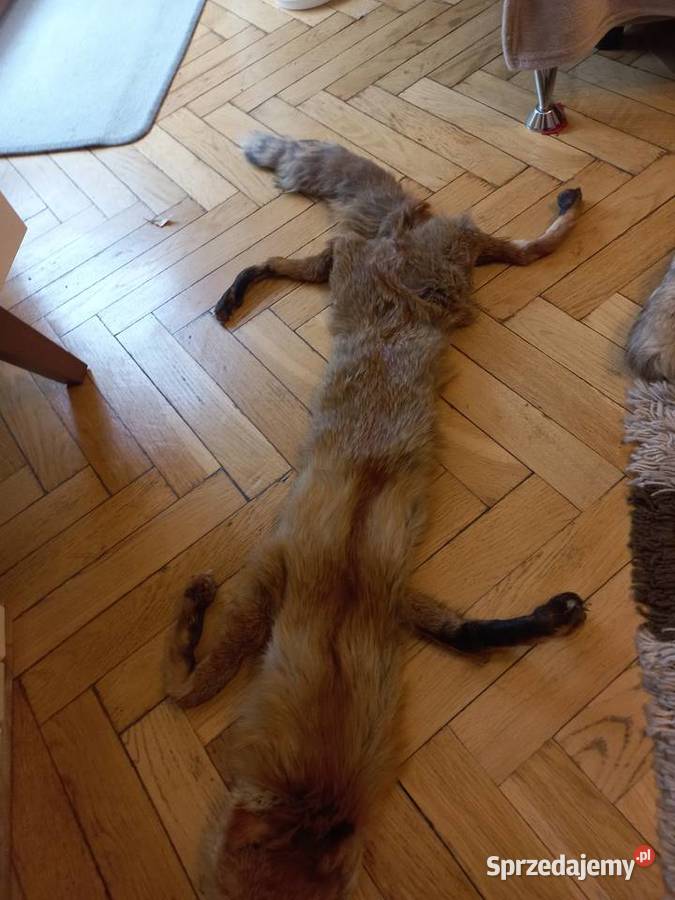 Kołnierz z lisa z mordka i łapkami rudy