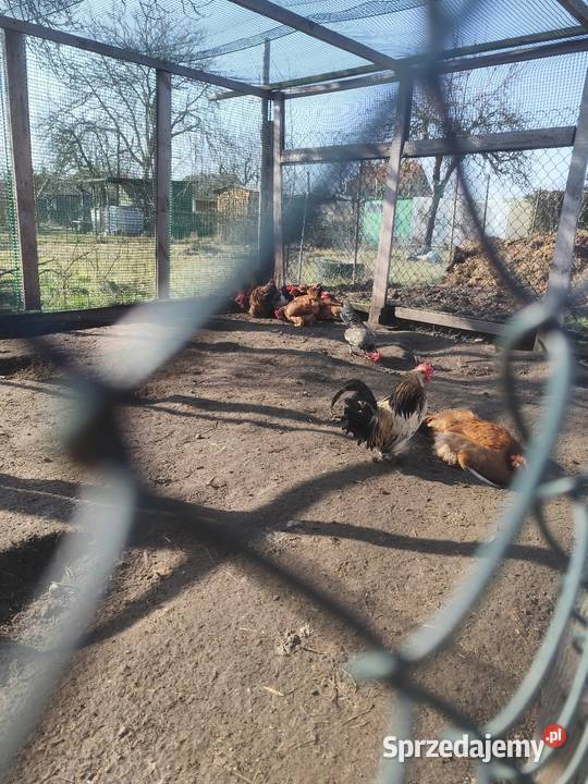 Mocne i zdrowe koguciki Czwerek gotowe do Kościan sprzedam