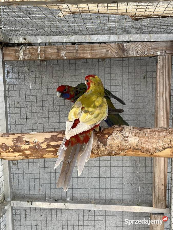 Rozelle królewskie 2025r Sośnicowice