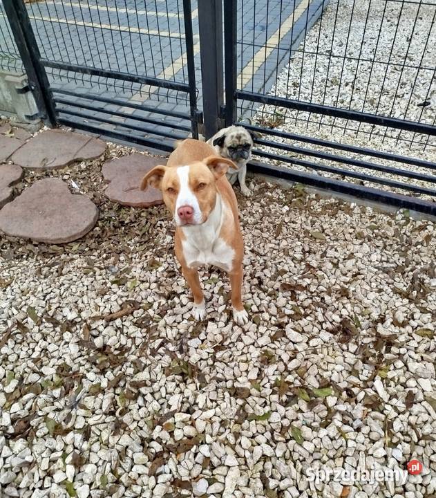 American pitbull terrier Red nose Pit Bull Nieprowice