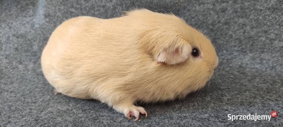 Świnka morska self gładkowłosa cavia z hodowli Gryzonie Dąbrowa Górnicza