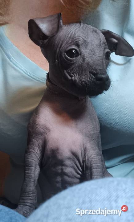Nagi pies meksykański Xolo Xoloitzcuintle mazowieckie Pomiechówek