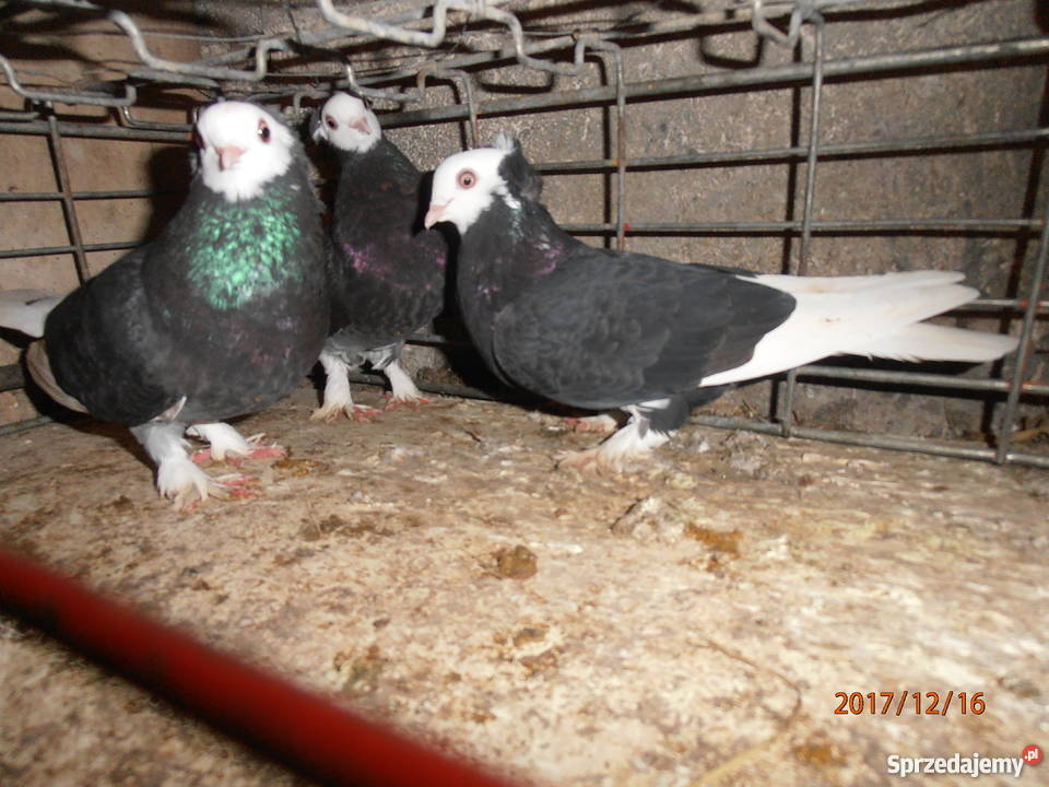 Białogłówki białogłówka golębie Skierbieszów