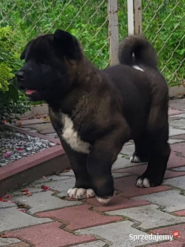 Akita Amerykańska szczeniaki ostatnie 2 pieski wielkopolskie Koźmin Wielkopolski