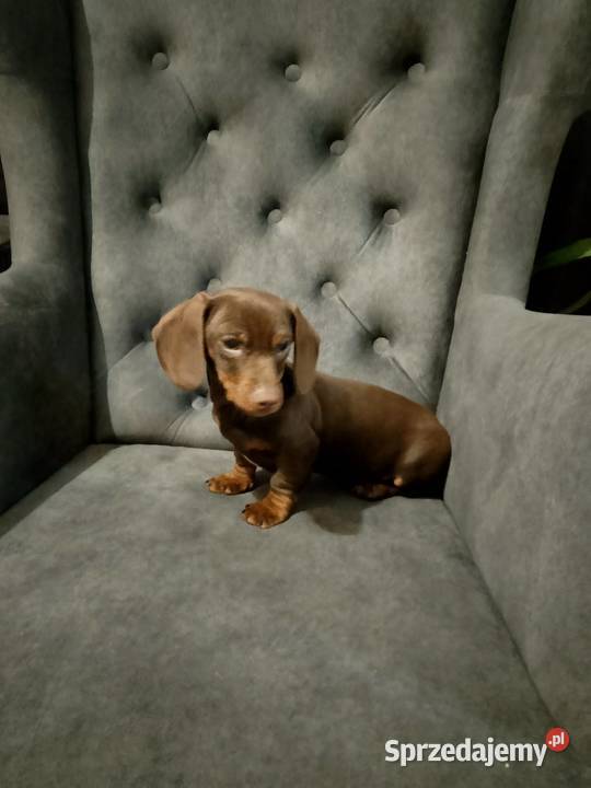 Jamnik czekoladowy piesek Jamnik Żyrardów