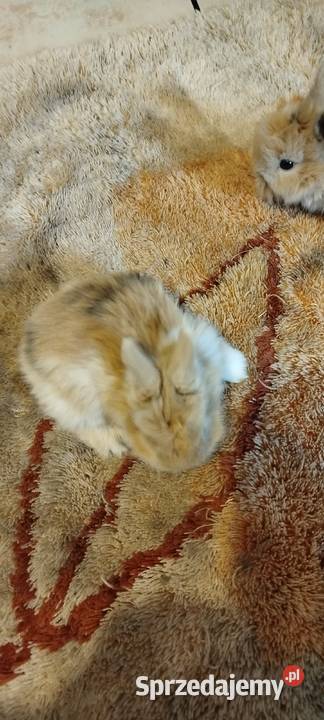 Króliczki miniaturki dolnośląskie Mierzowice