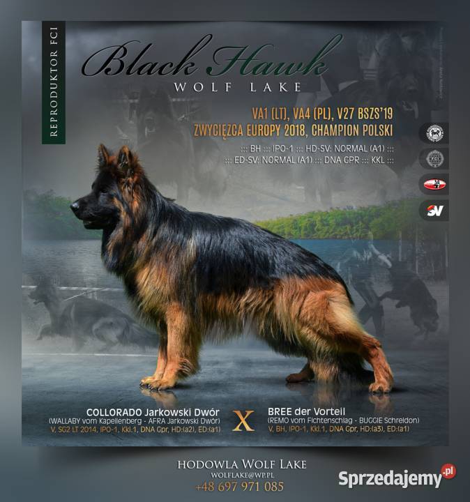 Owczarek niemiecki długowłosy ZKwP FCI Rudziska