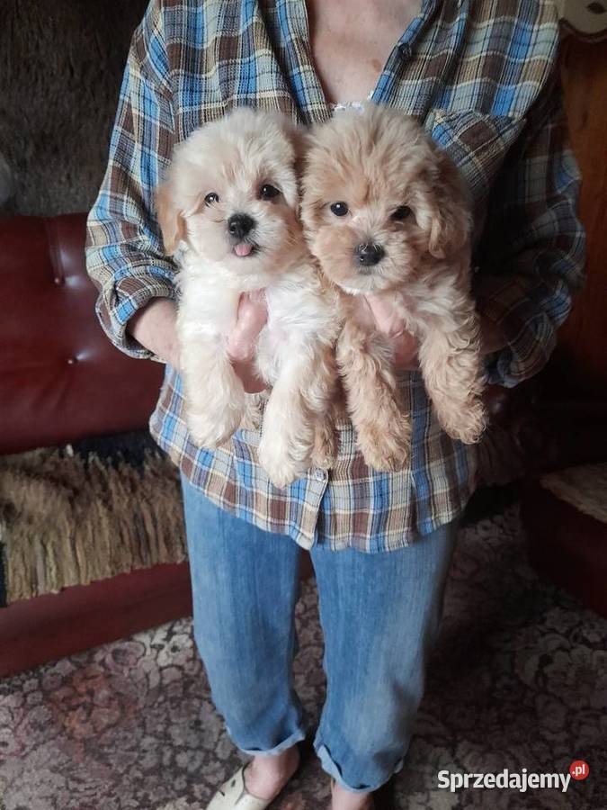 Maltipoo maltanczykpudel toy red Maltańczyk Augustów