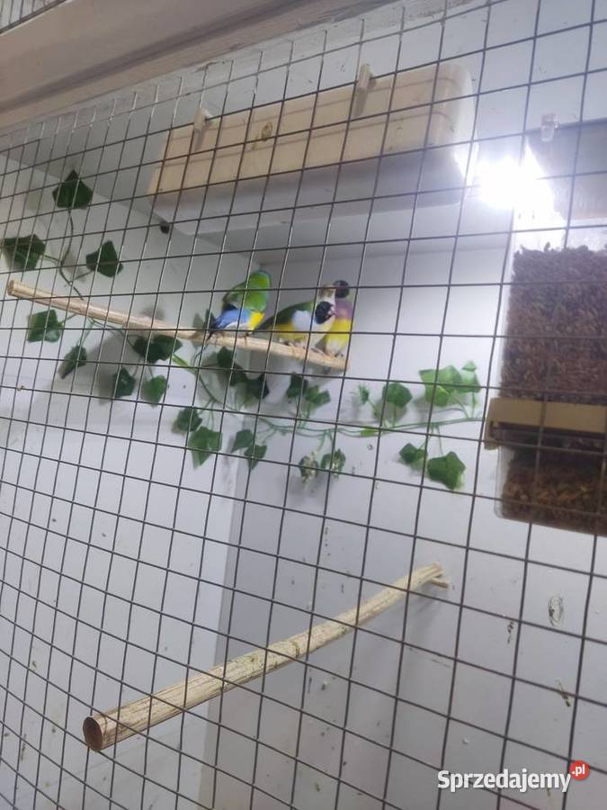 Amadyny Wspaniałe Grudziądz