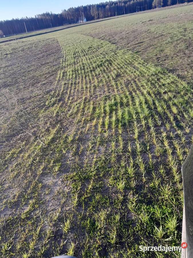 Usługa siewu I podsiewu traw siewnikiem Zimna