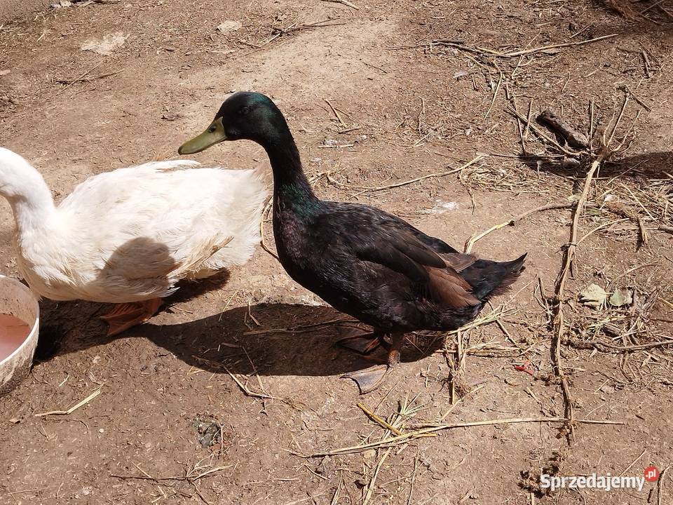 Sprzedam kaczkę kaczora