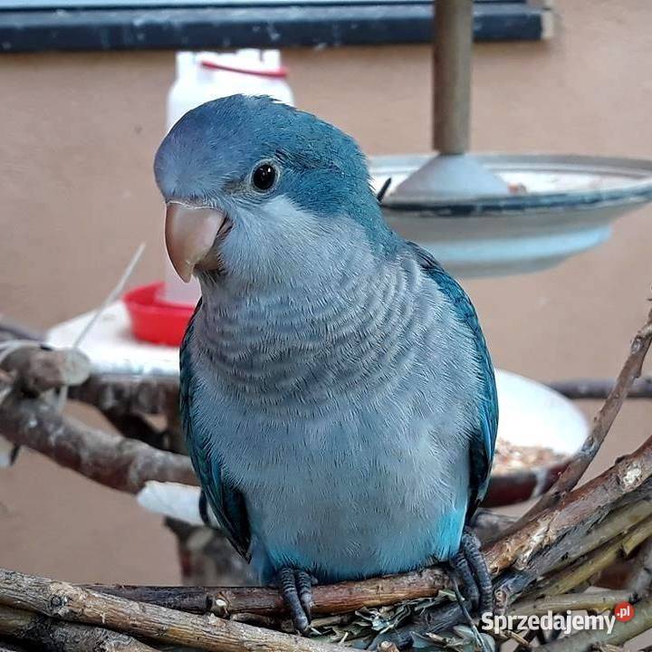 Nimfy i inne papugi Działdowo