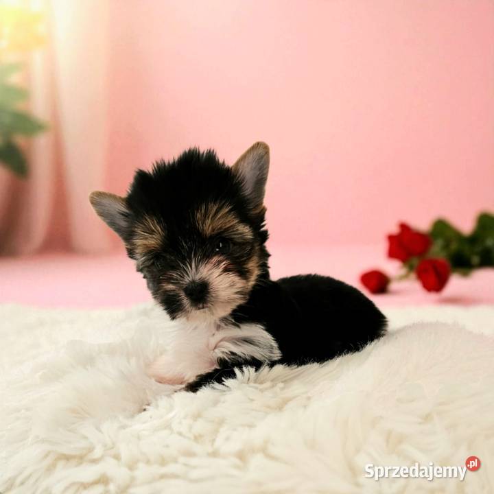 Piękne maleństwo Suczka York Biewer Rodowód Opole