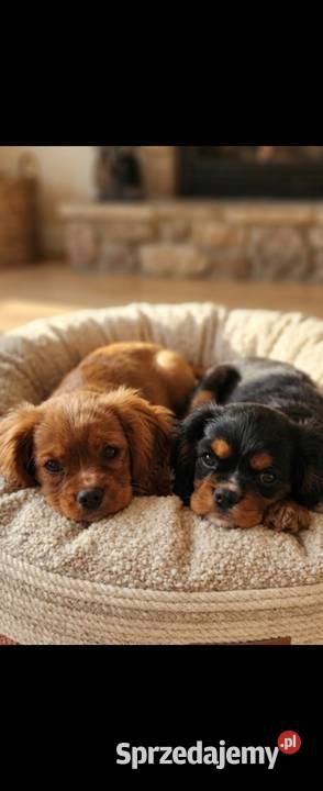 Cavalier king charls spaniel sprzedam