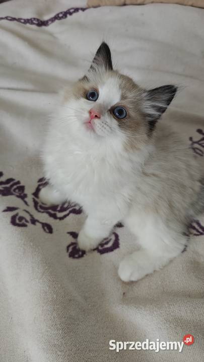 Cudowne kociaki Ragdoll FPL prawdziwy rodowód lubelskie Lublin