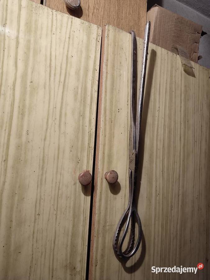 Kleszcze porodowe macior trzody chlewnej Lubowidza