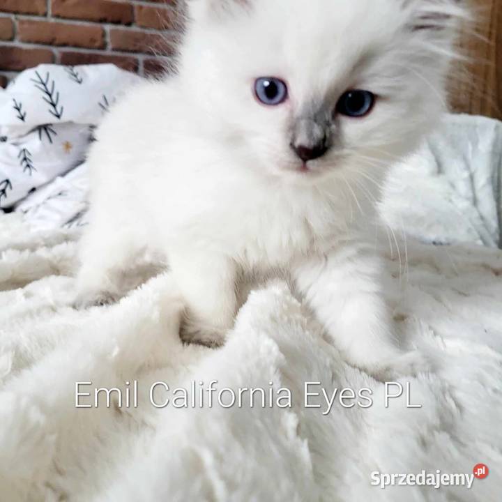 Mięciutki Ragdoll Emil California Eyes