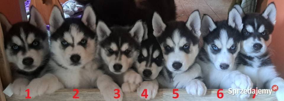 Husky szczenięta z rodowodem sprzedam Husky Smardzewice