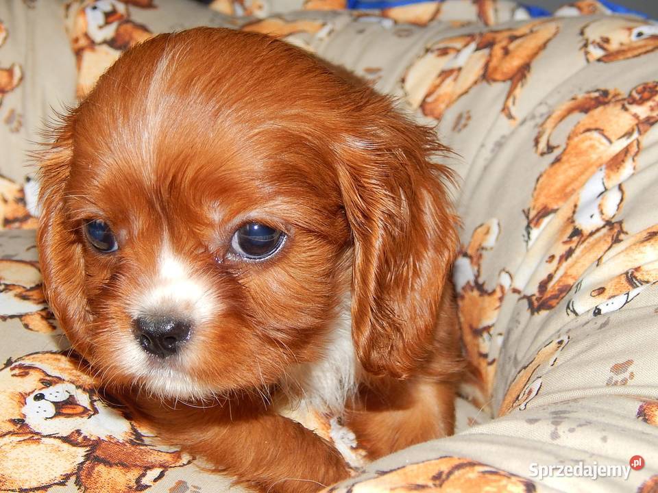 Cavalier King Charles Spaniel Chłopczyk Ruby Dąbrowa Górnicza