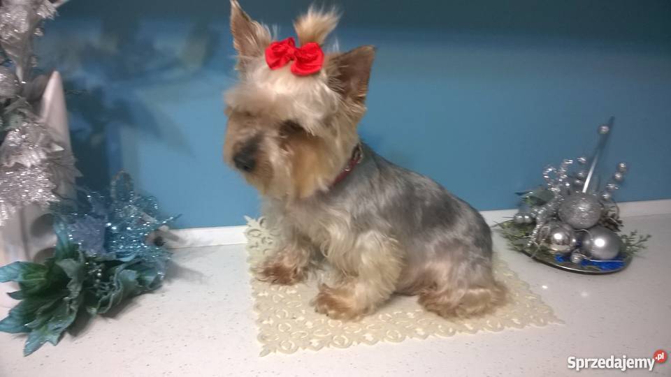 York dorosła sunia wysterylizowana łódzkie Radomsko