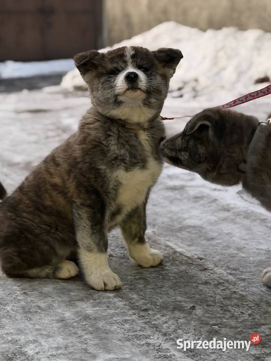 AKITA INU JAPOŃSKA ZKwPFCI szczeniak suczka Bełk
