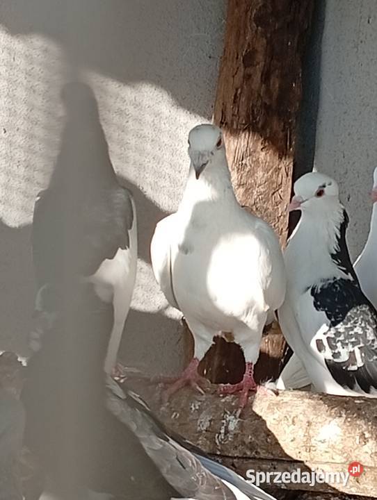 Sprzedam gołebie ozdobne i pocztowe Lubiszyn sprzedam