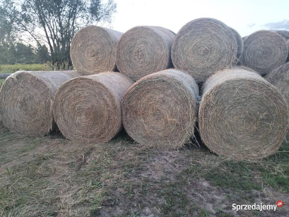 Siano w belkach Trawy, słoma Michów