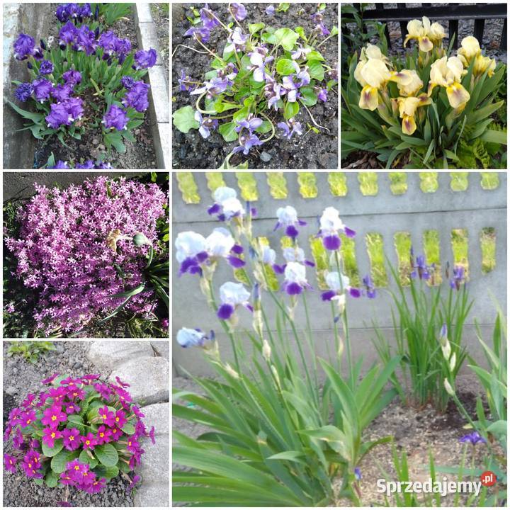 Byliny wieloletnie mało wymagajace Rabatowe