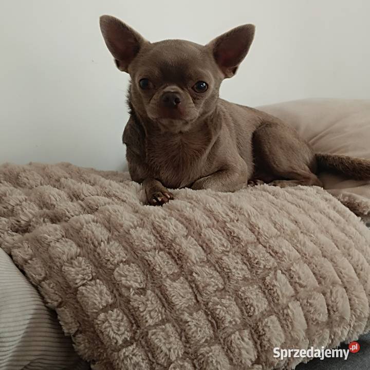 Pies Chihuahua liliowy badania DNA zdrowy 2 lata Bełchatów