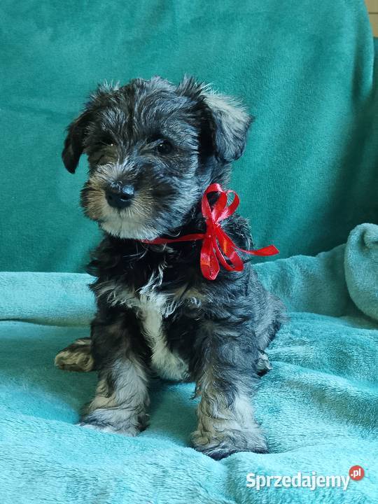 sznaucer miniaturowy Gniew