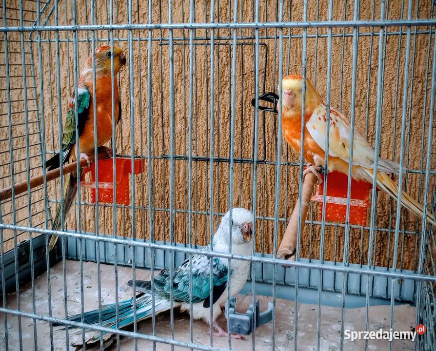 Świergoty z grudnia Rzeszów sprzedam