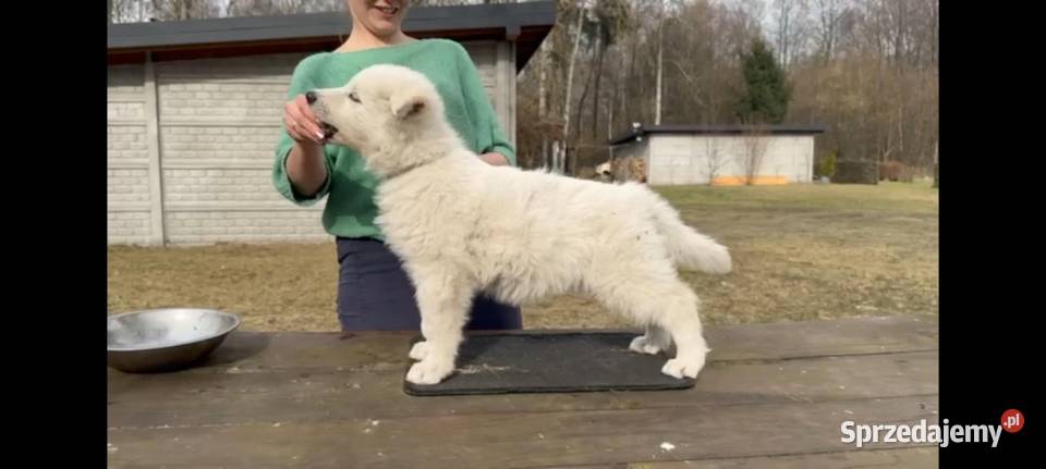 Biały Owczarek Szwajcarski