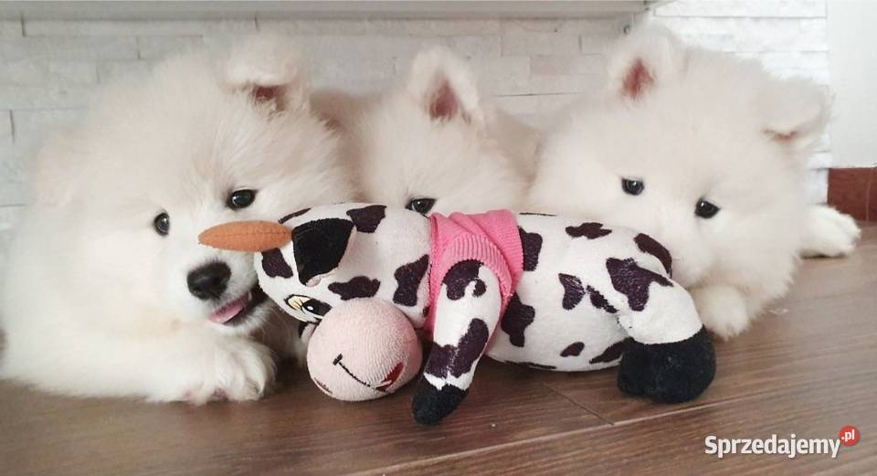 Samoyed suczka Połaniec