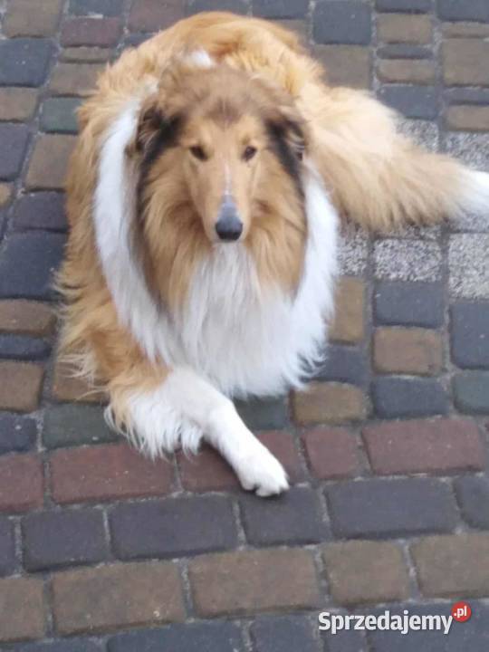 Owczarek Szkockie Collie szczeniaki Radom